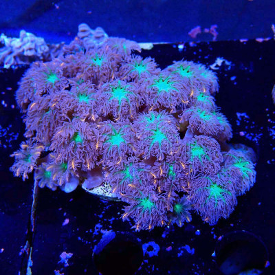Clavularia papaya