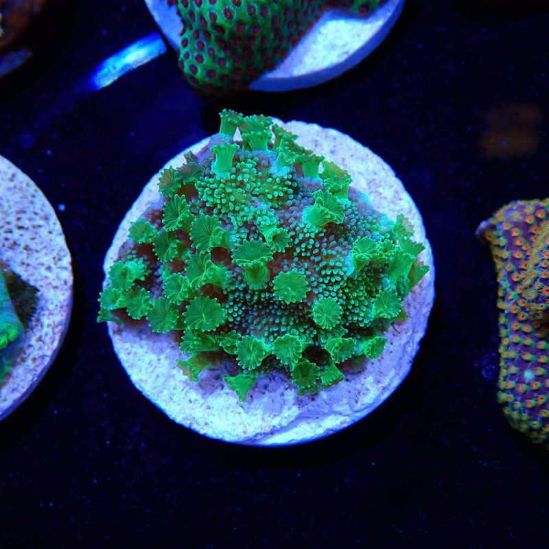 Cyphastrea Green