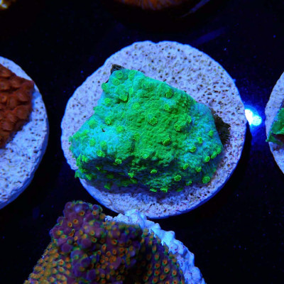 Cyphastrea Toxic Green Cyphastrea Toxic Green