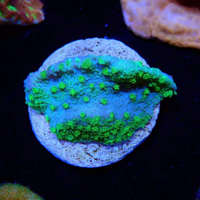 Cyphastrea Green Cyphastrea Green