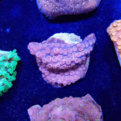 Cyphastrea sp. Cyphastrea sp.