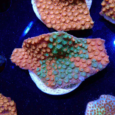 Cyphastrea Sunkist Grafted