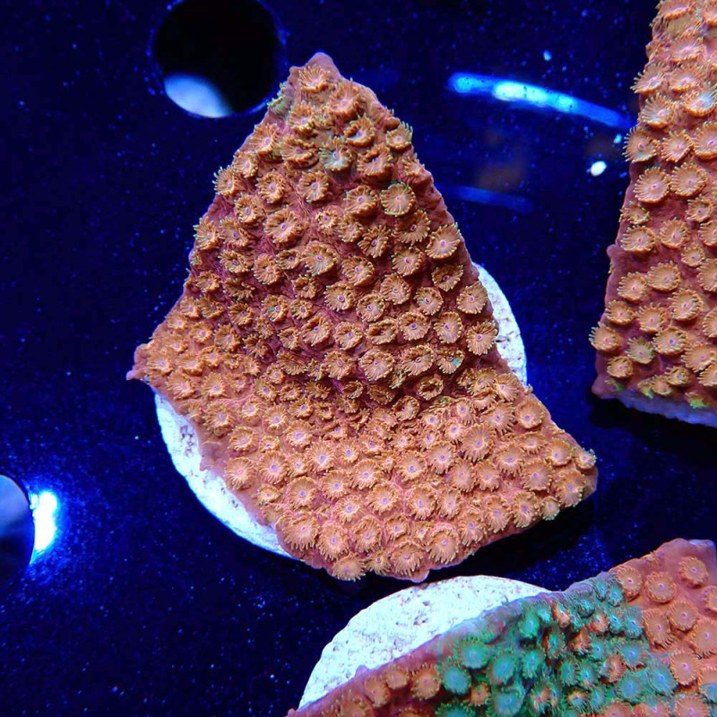 Cyphastrea Sunkist