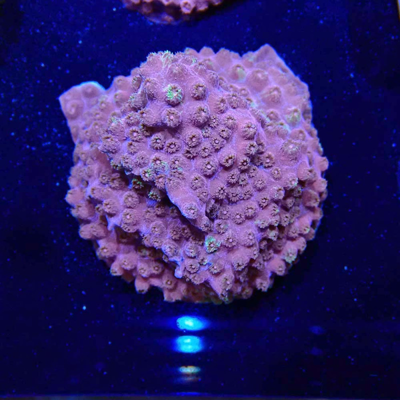 Cyphastrea Grafted