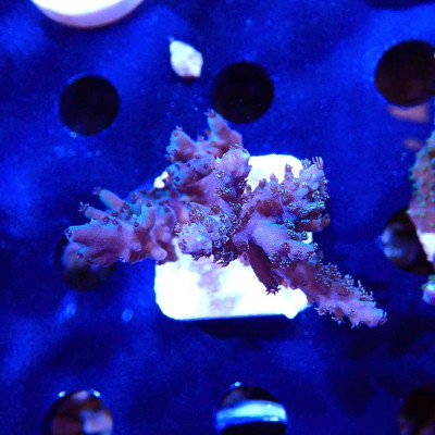 Acropora sp.