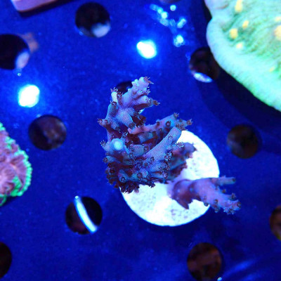 Acropora sp. en WYSIWYG