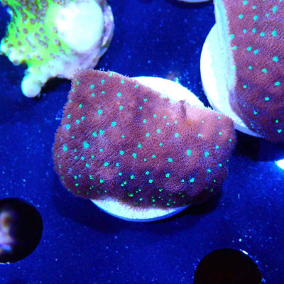 Psammocora sp.