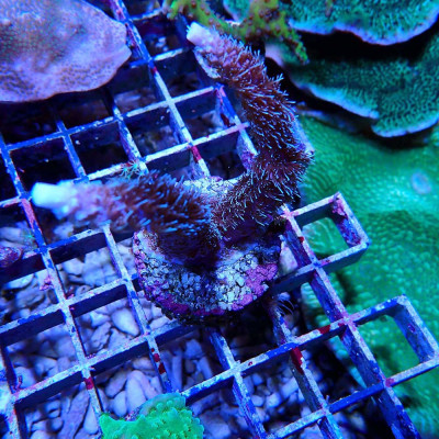 Acropora sp.- Corail en VPC