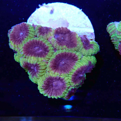 Favia sp. Wolverine