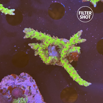 Anacropora Goldenrod