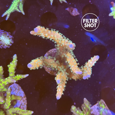 Anacropora RRC Tropicana