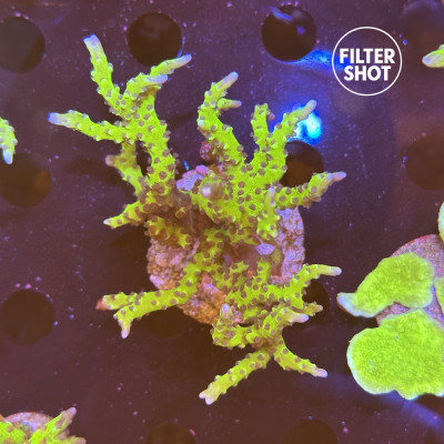 Anacropora BR Green Goblin