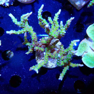 Anacropora BR Green Goblin