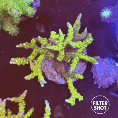 Anacropora BR Green Goblin