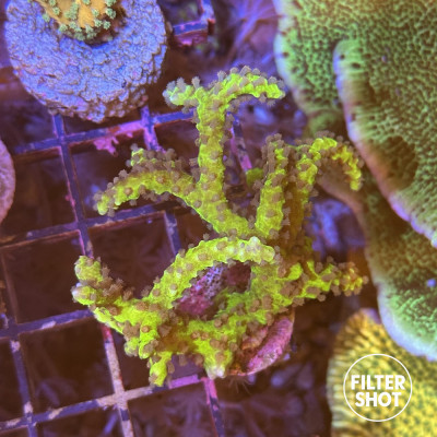 Anacropora Goldenrod Anacropora Goldenrod