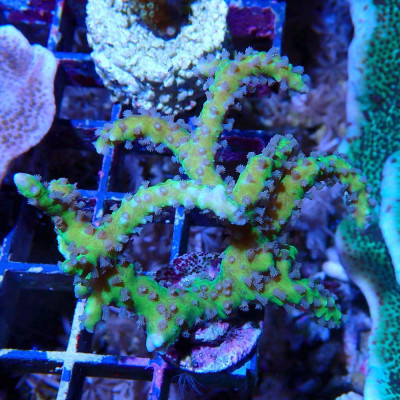 Anacropora Goldenrod Anacropora Goldenrod