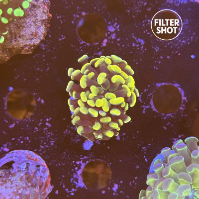 Euphyllia en WYSIWYG chez Récif'All