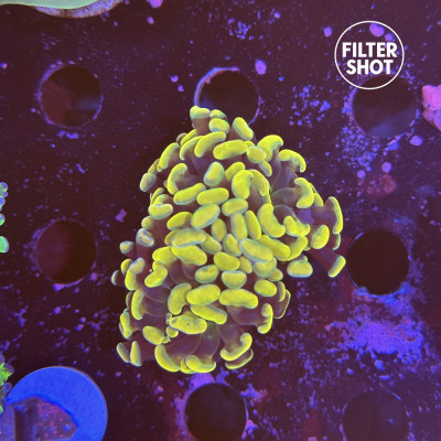 Euphyllia paraancora- Corail en WYSIWYG Euphyllia paraancora- Corail en WYSIWYG