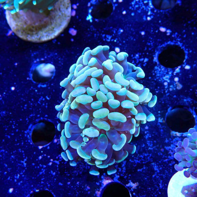 Euphyllia paraancora- Corail en WYSIWYG Euphyllia paraancora- Corail en WYSIWYG