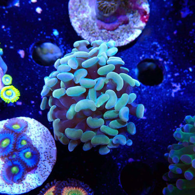 Euphyllia paraancora