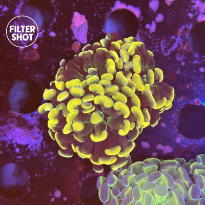 Euphyllia en WYSIWYG chez Recif'All Euphyllia en WYSIWYG chez Recif'All