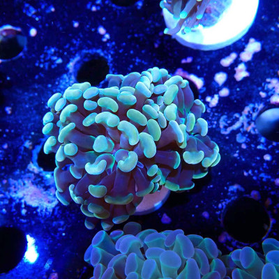 Euphyllia en WYSIWYG chez Recif'All Euphyllia en WYSIWYG chez Recif'All