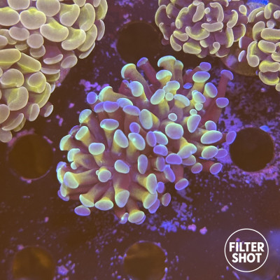 Euphyllia en WYSIWYG chez Recif'All