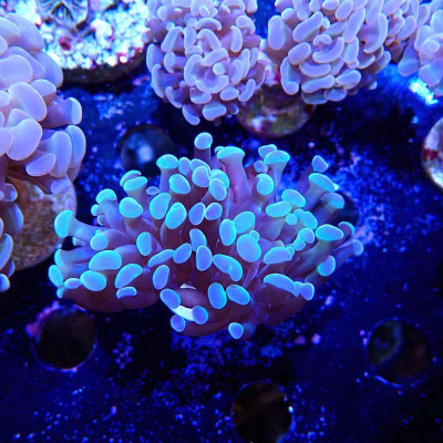 Euphyllia en WYSIWYG chez Recif'All