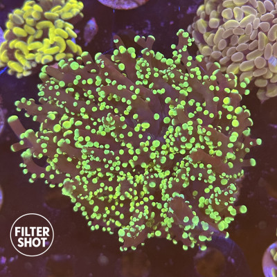 Euphyllia yaeyamaensis Euphyllia yaeyamaensis
