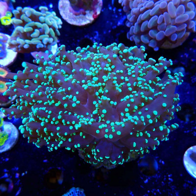 Euphyllia yaeyamaensis Euphyllia yaeyamaensis