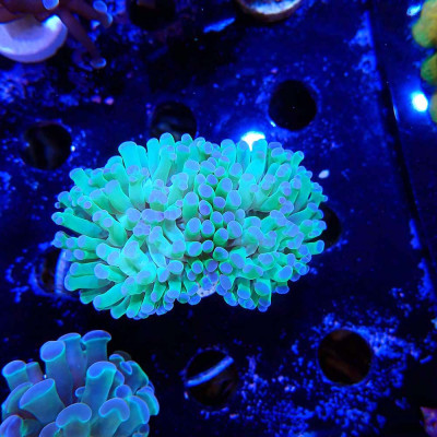 Euphyllia- Coraux d'élevage en WYSIWYG