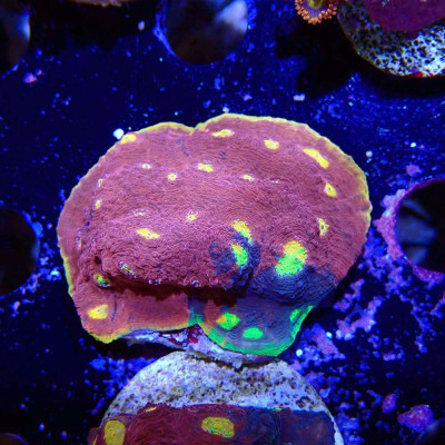Echinophyllia sp. Rainbow Crush Chalice