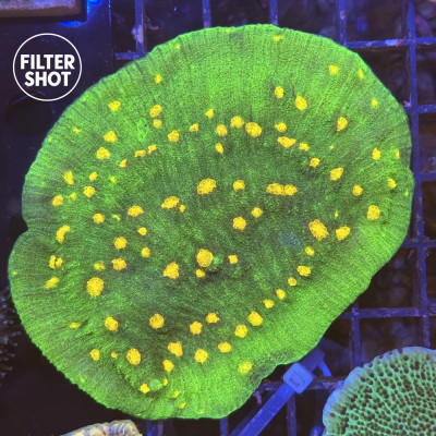 Echinophyllia Space Invader sp.