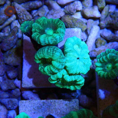 Caulastrea- Corail en WYSIWYG