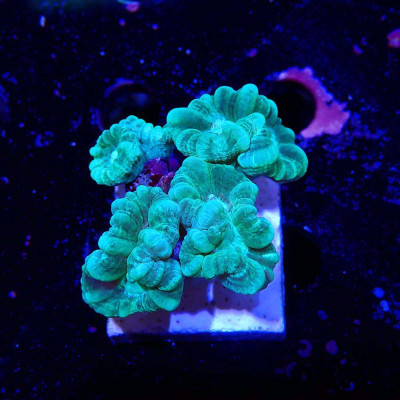 Caulastrea furcata
