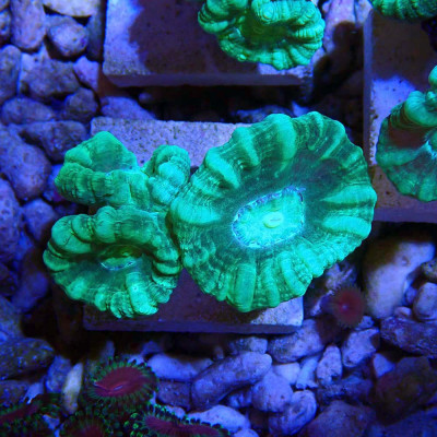 Caulastrea furcata