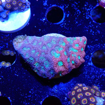 Favites pentagona JF Day-Glo