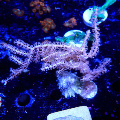 Pinnigorgia sp.