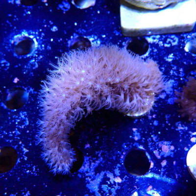 Plexaurella sp.