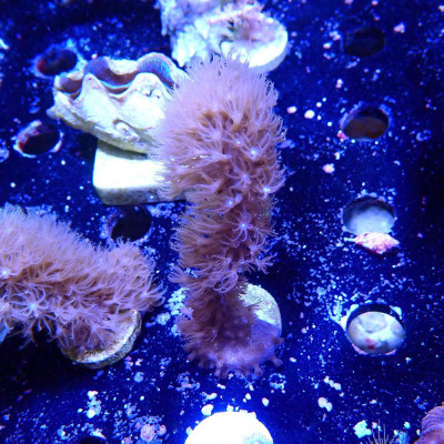 Plexaurella sp. - Gorgone