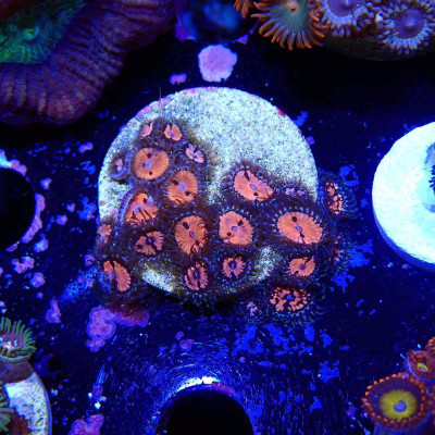 Zoanthus Ultra Blood Sucker