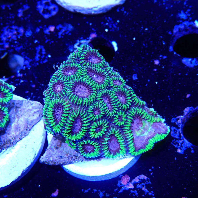 Favia sp. Space Monkey