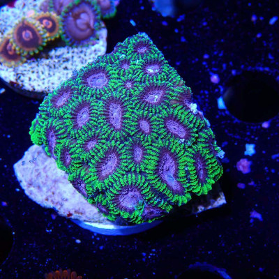 Favia sp. Space Monkey