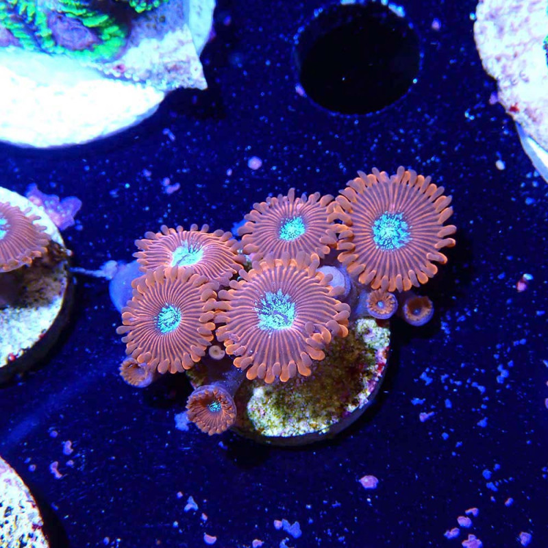 Zoanthus Ultra Red Magician