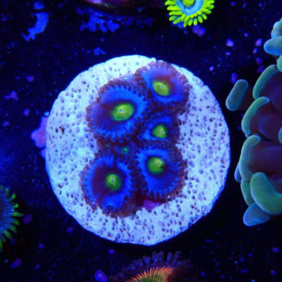 Zoanthus Ultra En WYSIWYG chez Récif'All