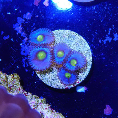 Zoanthus Ultra En WYSIWYG chez Récif'All