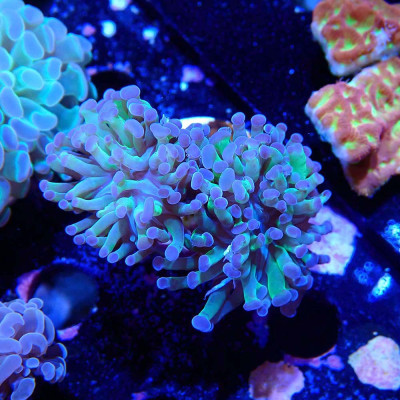 Euphyllia paraancora Euphyllia paraancora