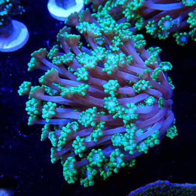 Alveopora- Corail en WYSIWYG Alveopora- Corail en WYSIWYG
