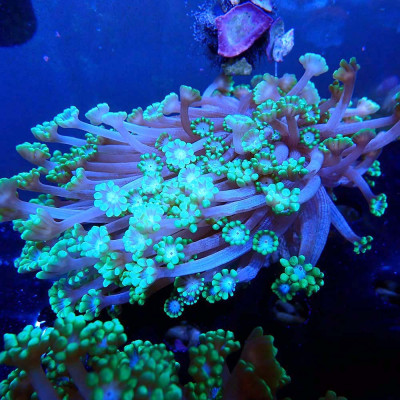 Alveopora sp.
