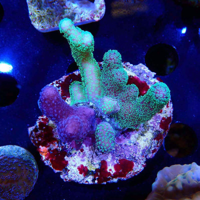 Stylophora pistillata